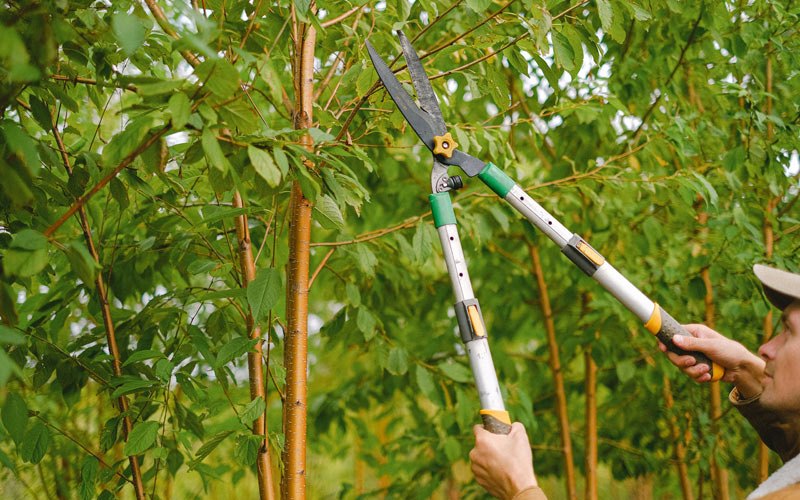 Tree trimming in Contoocook, NH